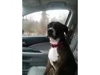 Adopt Casey a Boxer