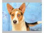 Adopt Lindsey a Shepherd Australian Shepherd