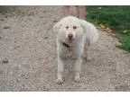 Adopt Sissy-RESCUED a Samoyed