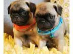 Jueids pug puppies for new homes