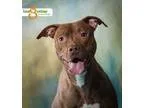 Adopt Nita a BrownChocolate American Staffordshire Terrier  Pit 