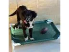 Adopt Patch - in Maine a Border Collie