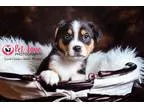 Adopt Allan a Tricolor (TanBrown and Black and White) Australian