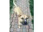 Adopt Jasper a Boxer
