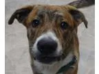 Adopt Frederick a Shepherd