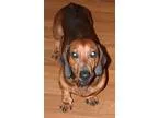 Adopt April a Miniature Pinscher Weimaraner