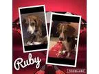 Adopt Ruby a Tricolor (TanBrown and Black and White) Beagle  Mix