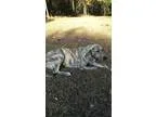Adopt Holly a Brindle - with White Great Pyrenees  Boxer  Mixed 