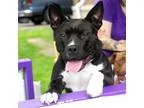 Adopt Diamond a Black American Pit Bull Terrier  Staffordshire B