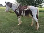 Buckskin White gelding horse for sale