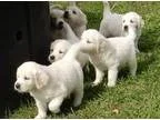Agreeable m quotf labrador puppies