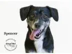 Adopt Spencer a Italian Greyhound Beagle