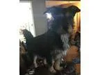 Adopt Mr Peabody a Schnauzer Basset Hound