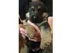 Ujuegda German Shepherd puppies for all
