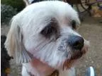 Adopt Banksy a White Shih Tzu  Mixed dog in Memphis TN (15303147