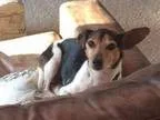 Adopt Missy D2931 a Jack Russell Terrier