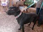 Adopt Sparks a Catahoula Leopard Dog