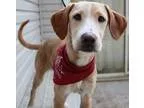 Adopt Safra a Labrador Retriever  Carolina Dog  Mixed dog in Was