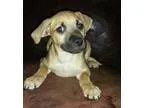 Adopt The Land Before Time a TanYellowFawn - with Black Boxer  J