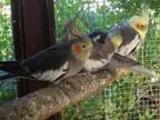 Adopt Cockatiels (6) a Cockatiel