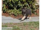 German Shepherd puppies