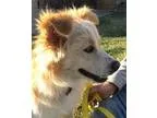 Adopt Zane-ADOPTION PENDING a Golden Retriever Border Collie