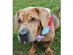 Adopt Bella a Basset Hound Shar Pei