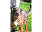 Adopt JAKE a German Shepherd Dog Alaskan Malamute