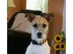 Adopt jack a Jack Russell Terrier