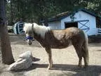 Registered Icelandic Mare for sale