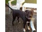 Adopt DIOGI a Labrador Retriever Border Collie