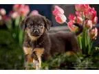 Adopt Herbie a Dachshund