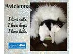 Adopt Avi a Black and White or Tuxedo Domestic Shorthair (short 