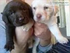 Verikolp Labrador Retriever Puppies