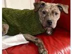 Adopt Balto a Pit Bull Terrier