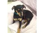 Adopt Miri a Miniature Pinscher