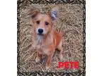 Adopt Pete a TanYellowFawn Golden Retriever  Labrador Retriever 