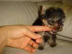 Cute puppies for free