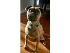 Adopt Penny a Pug Jack Russell Terrier