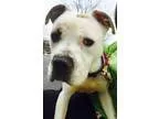 Adopt Gracie a Boxer
