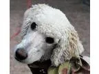 Adopt Yankee a Poodle Golden Retriever