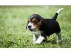 Lovey beagle puppies