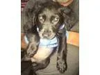 Adopt Savannah a Pit Bull Terrier