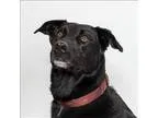 Adopt Sirius a Border Collie  Labrador Retriever  Mixed dog in S