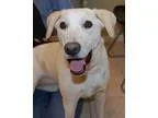 Adopt Annie a Labrador Retriever