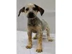 Adopt FRODO a German Shepherd Dog Australian Cattle Dog (Blue He