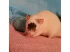 Adopt Reba a Rat
