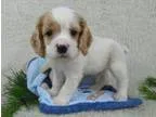 Coker spaniel puppies for sale