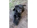 Adopt Sissy a Labrador Retriever Shepherd