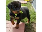 Ehort rottweiler puppies ready now